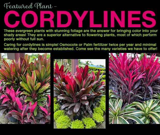 Cordylines are here! Easy to grow and very hardy!