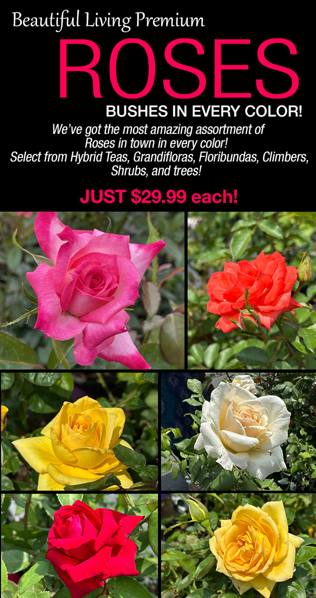 Premium Rose bushes just 29.99 ea