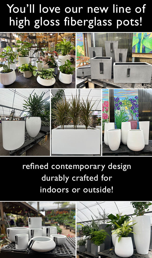 High gloss contemporary white pots are here!