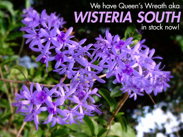 Queen's Wreath - the Southern Wisteria - is here!