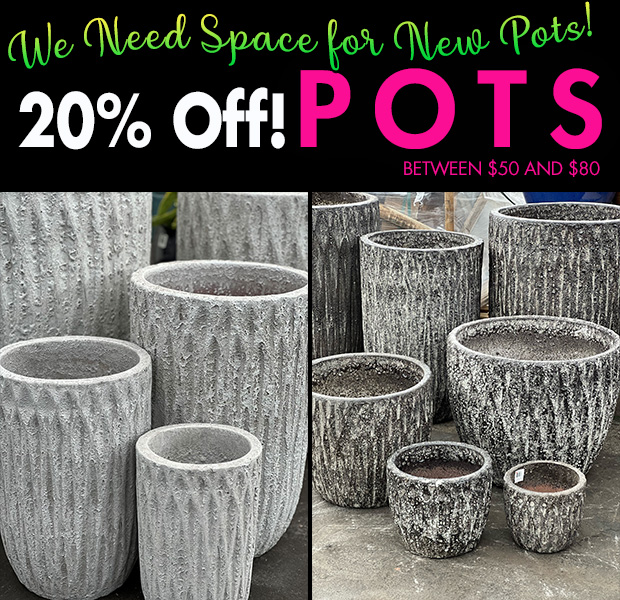 Pot Sale! ALL POTS between fifty and eighty dollars are 20% OFF! We need space for a new shipment!