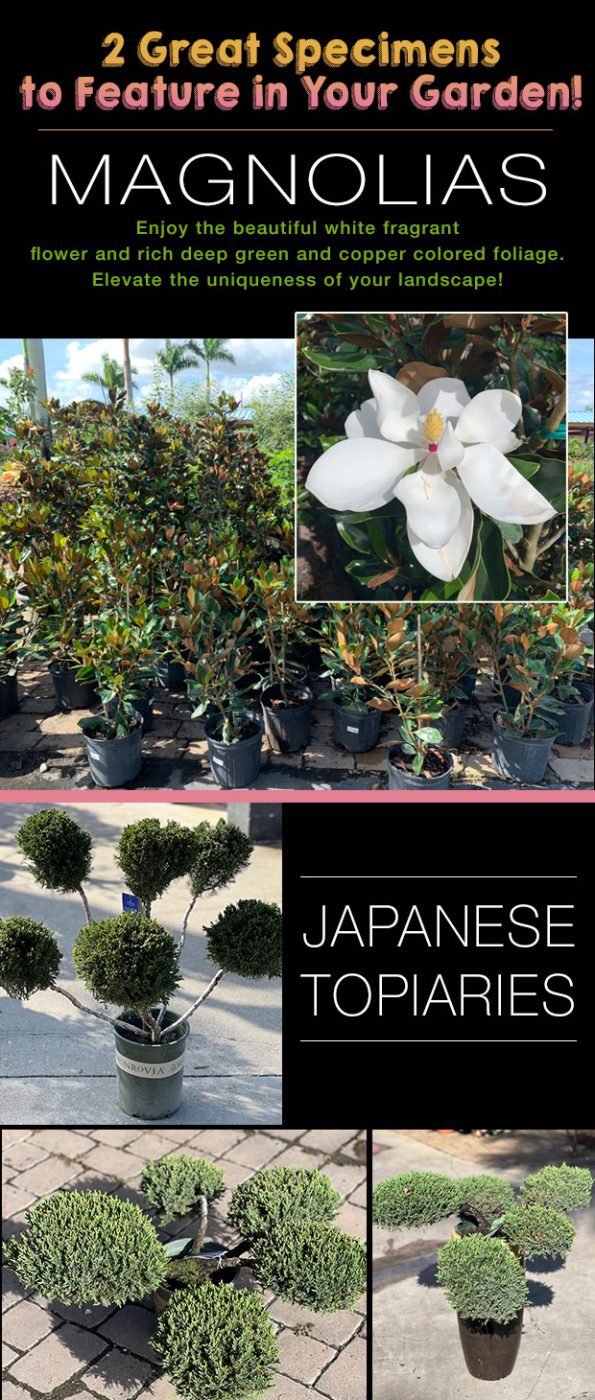 Magnolias and Japanese Topiaries!