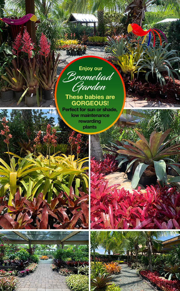 Bromeliads! Lear about them at our FREE Garden Talk this weekend then pick up a few of your own!