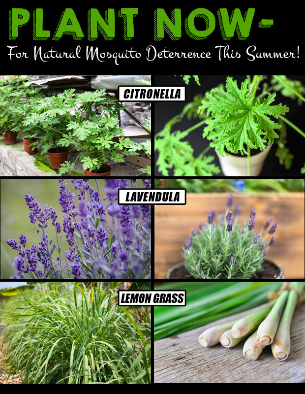 Plant Lemongrass, Citronella and Lavendula now for natural mosquito deterrence this summer!