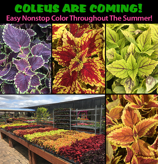 Coleus are coming for easy nonstop color throughout the summer!