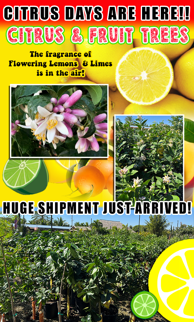Lemons, Limes and Citrus Galore! It's Citrus Days at FRN. HUGE shipment of fruit and citrus trees just arrived!
