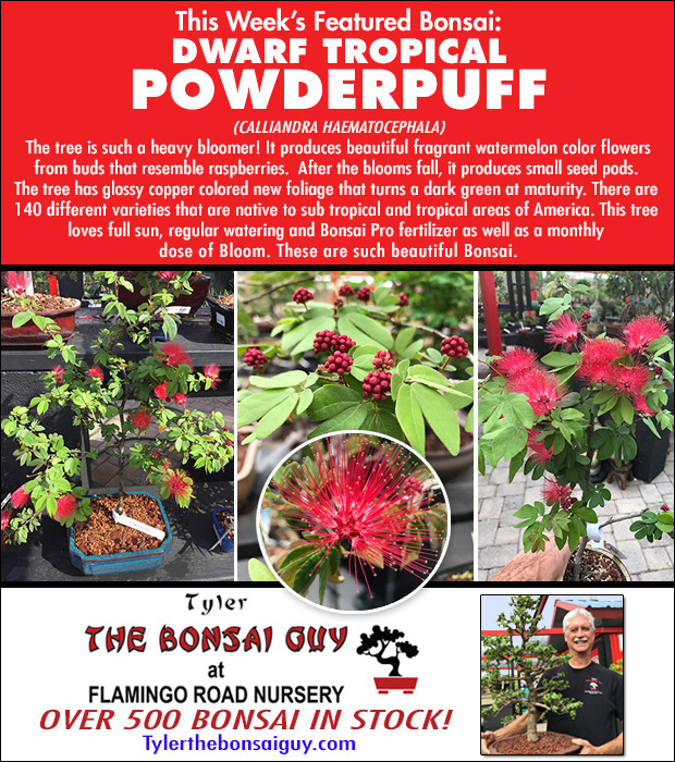 This week's featured Bonsai is Dwarf Tropical Powderpuff. We have over 500 Bonsai in stock!