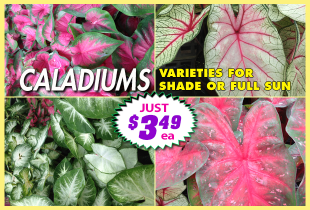 Caladiums have arrived! Just $3.49 each!