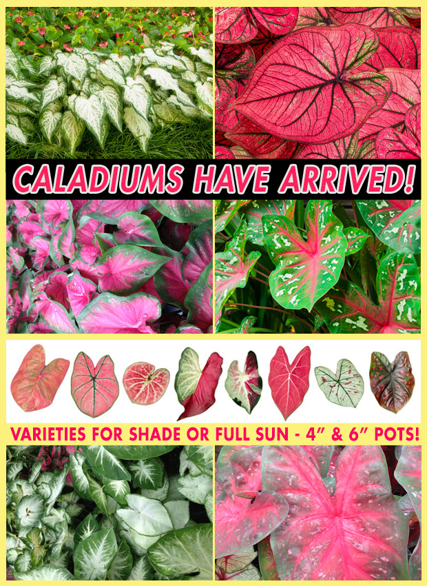 Caladiums have arrived! Many varieties in 4" and 6" pots!