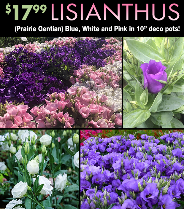 10" Lisianthus only $17.99
