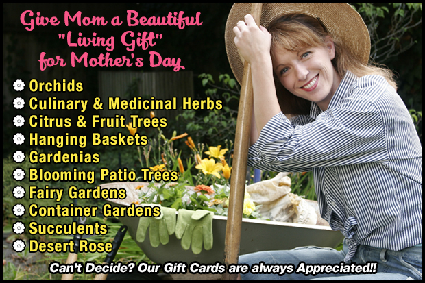 Give Mom a beautiful living gift for Mothers Day!