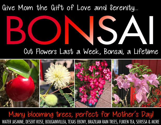 Bonsai is a great Mothers Day gift!