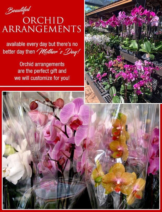 Beautiful orchid arrangements!