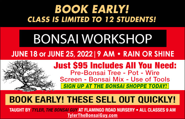 Bonsai workshop June 18 or June 25, at 9 am, Just $95 includes all you need to go home with your own bonsai! These workshops make a great gift!