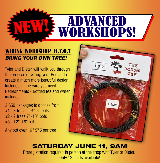 Bonsai advanced workshop, June 11 9 am.