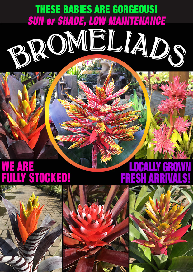Bromeliads! Locally grown, great for sun or shade and easy low maintenance plants!