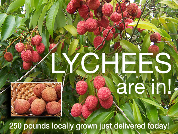 Lychees are in!!! 250 lbs Locally grown just arrived!