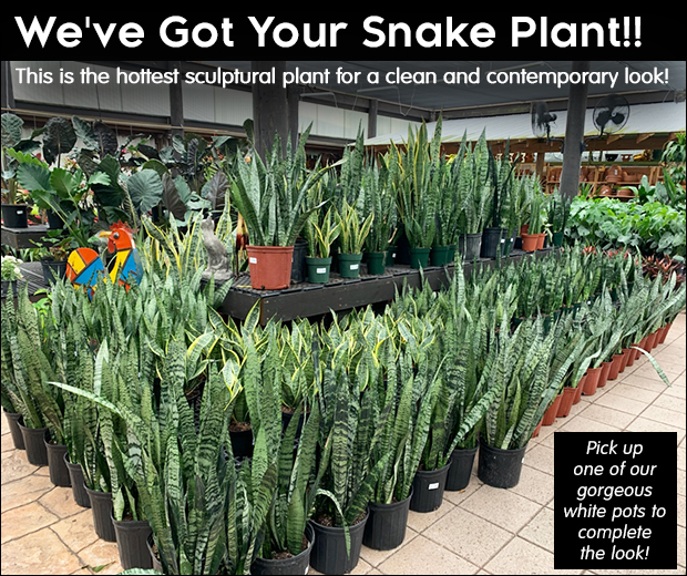 We've got your snake plant!