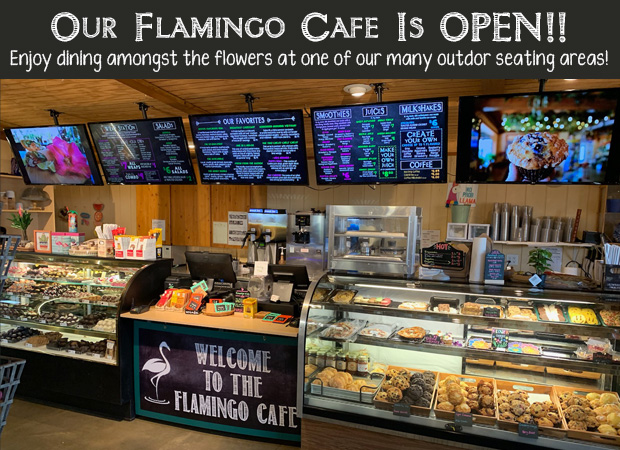 Specials | VIP Savings | Flamingo Road Nursery | Davie, FL : Flamingo