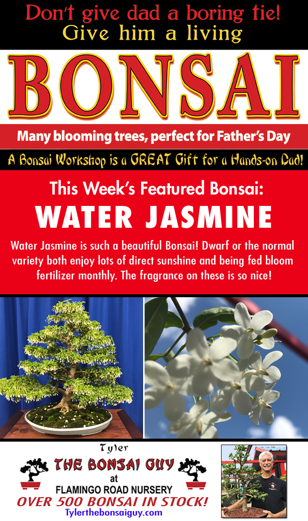 This week's featured Bonsai is Water Jasmine. Over 500 Bonsai in stock!
