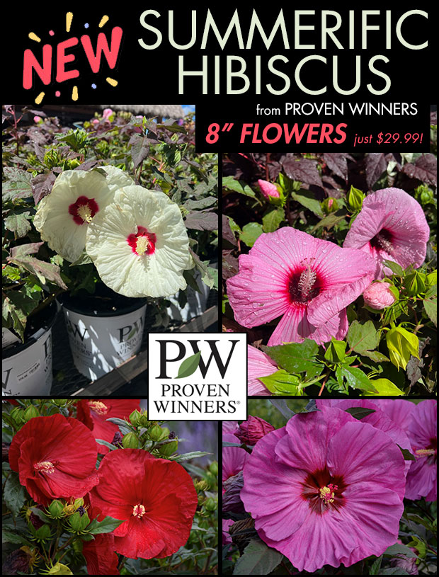 Gorgeous SUMMERIFIC HIBISCUS from Proven Winners! These get up to 8 inch flowers! Right now just $29.99 each.