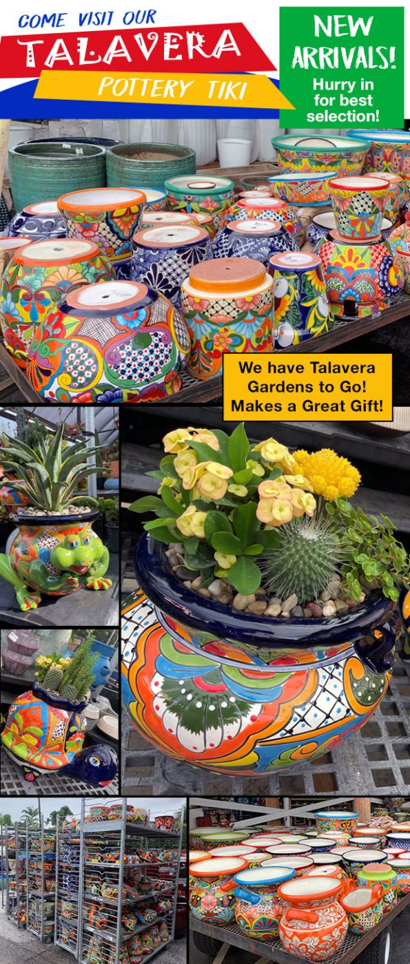 New shipment of Talavera and now we have Talavera Gardens To Go! Makes a great gift!