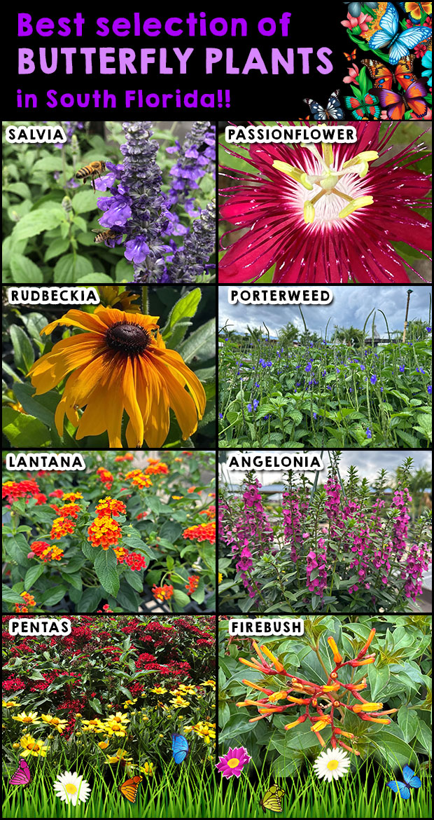 Best Selection of Butterfly Plants in South Florida!