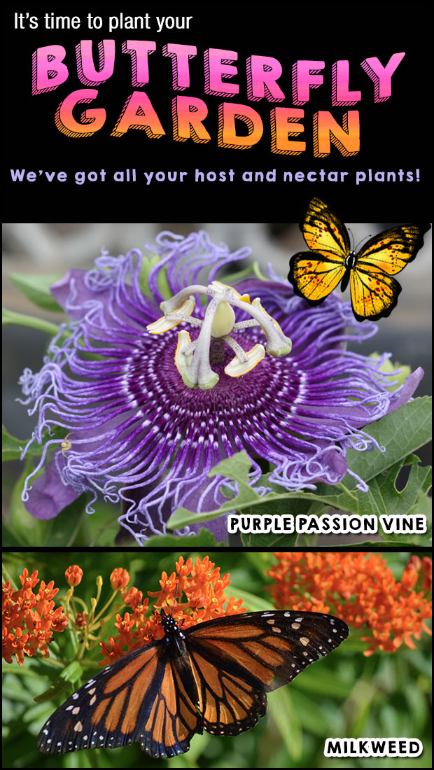 Passion Flower and milkweed