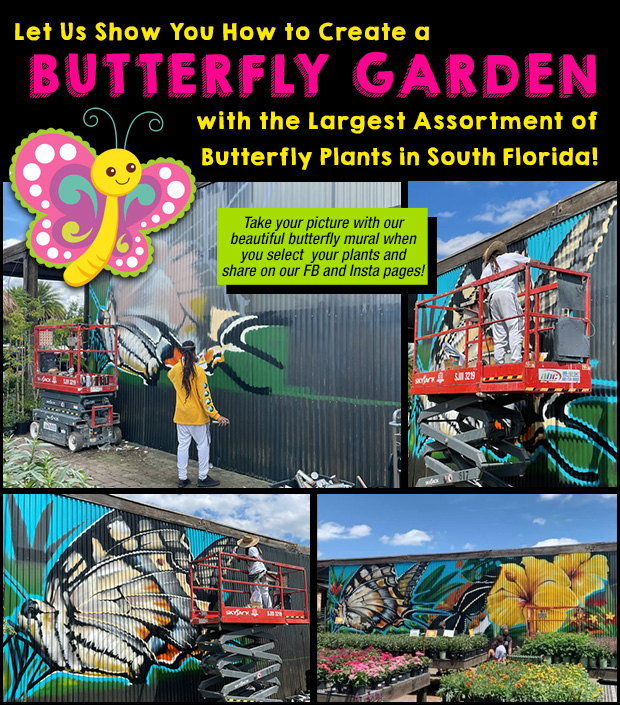 Let us help you plant a butterfly garden. We have EVERYTHING you need and GORGEOUS Butterfly Plants!
