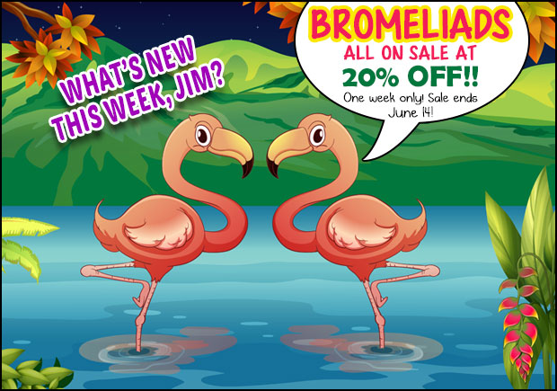 Bromeliads 20% OFF through June 14th!