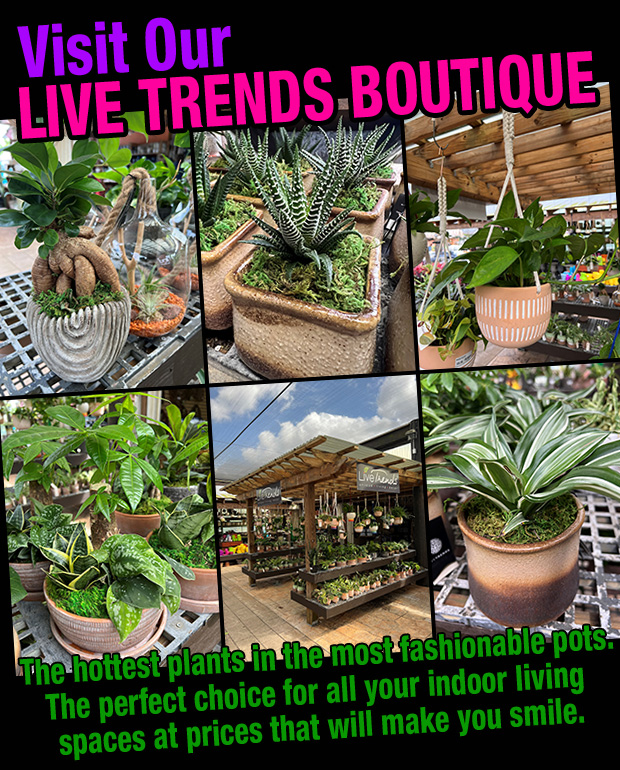 Live Trends Boutique - come see the latest trends in plants!