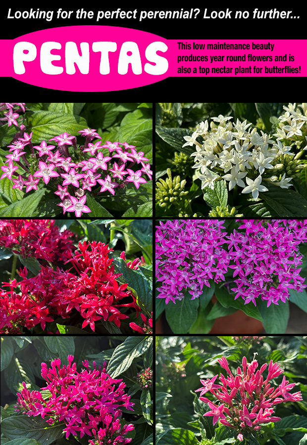Pentas are the perfect perennial - and butterflies love them too!
