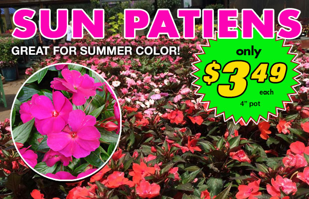 Sunpatiens for Summer color, just $3.49 ea - 4" pot!