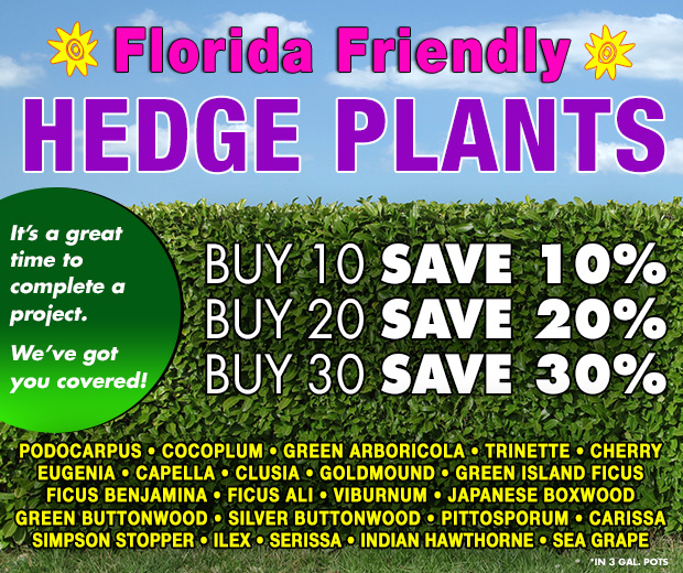 Hedge Plant Sale!