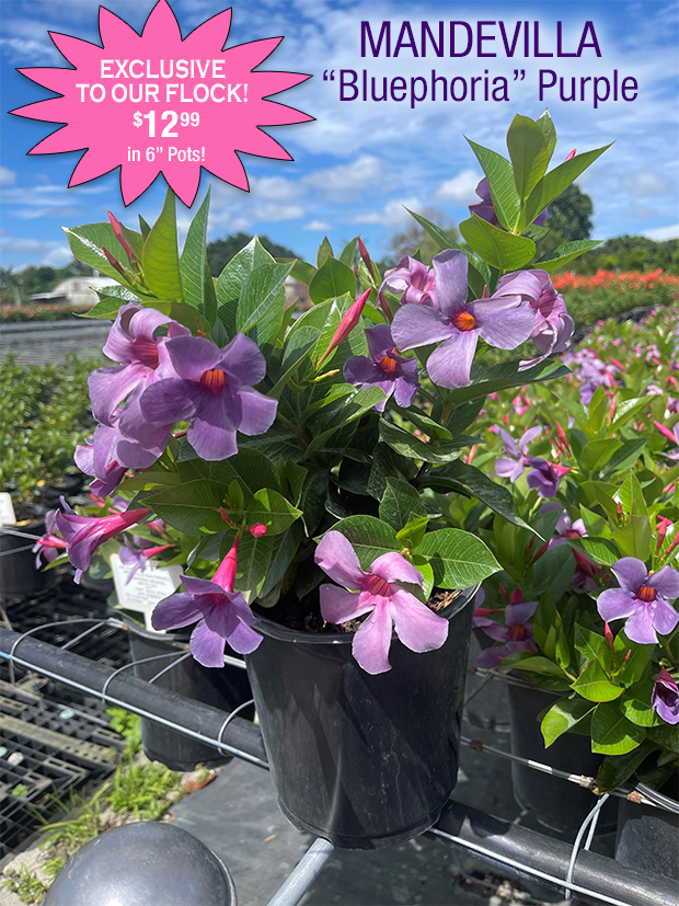 Mandevilla Bleuphoria is here but will only be available a limited time! Hurry in to get yours!