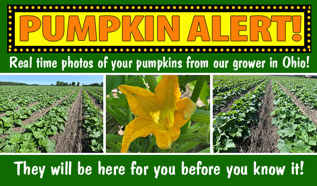 Pumpkin Alert!