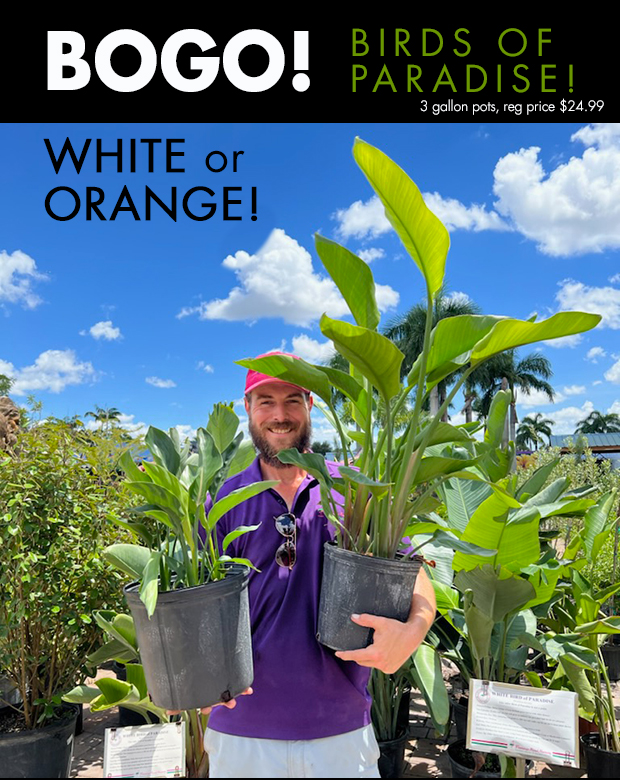 BOGO Bird of Paradise - white or orange. Reg 24.99, 3 gallon pot