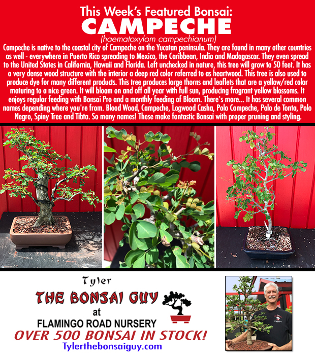 This week's featured Bonsai is Campeche. Over 500 Bonsai in stock!