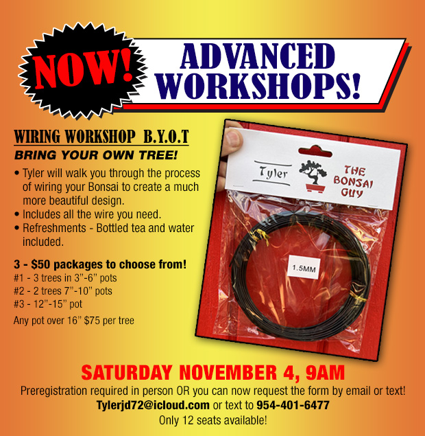 Bonsai advanced wiring workshop November 4th, register now!