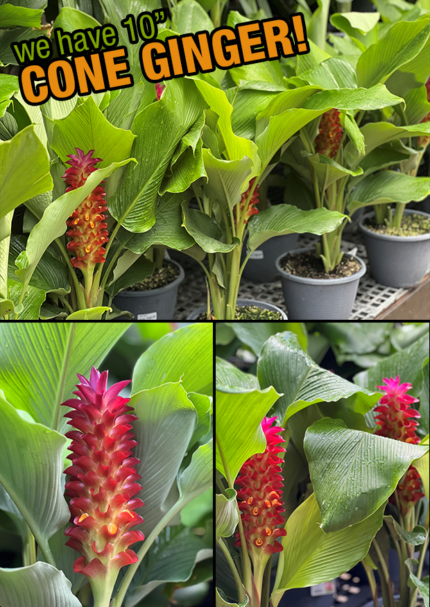 We have beautiful Cone Ginger!