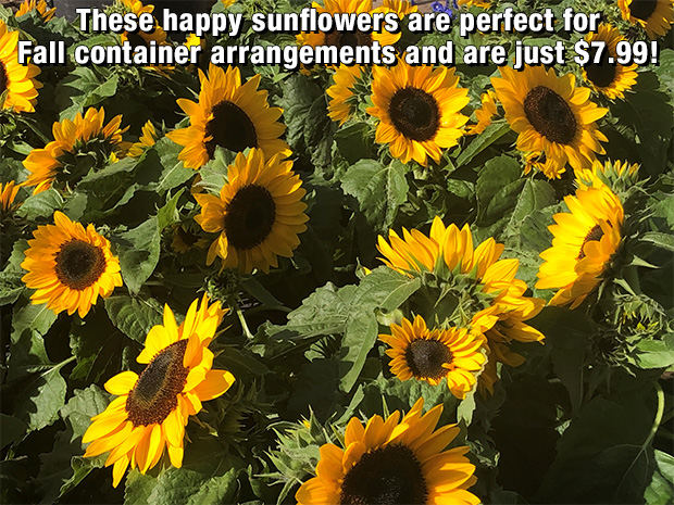 Happy Sunflowers just 7.99