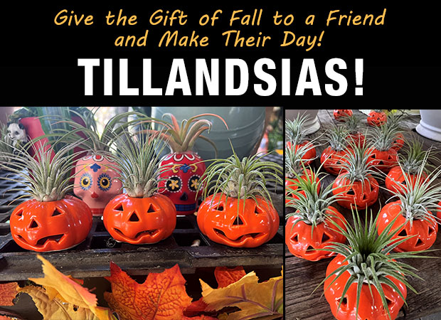 Give the Gift of Fall to a friend and make their day