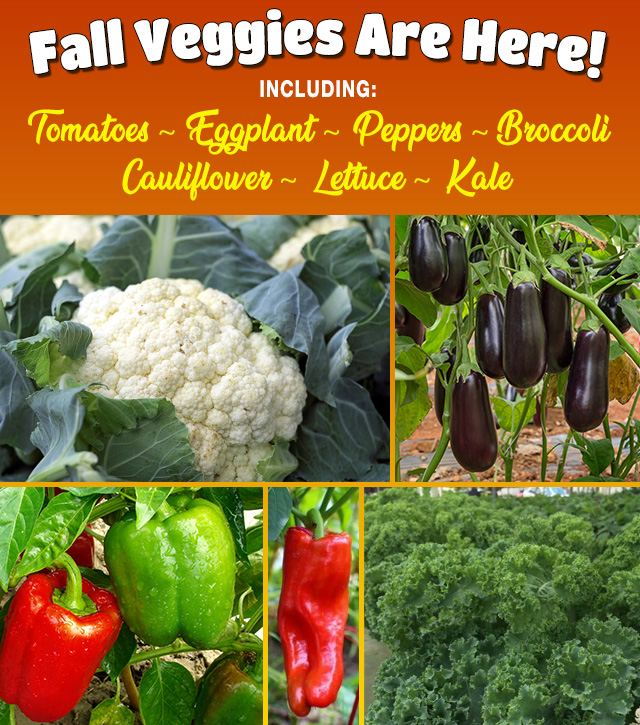 Fall veggies available now!