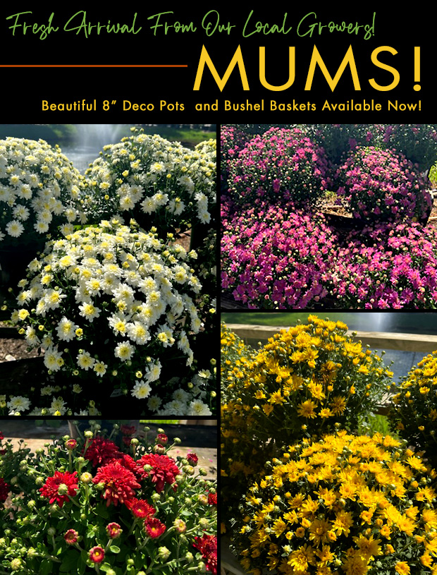 Mums available now! 8" and Bushel Buckets.