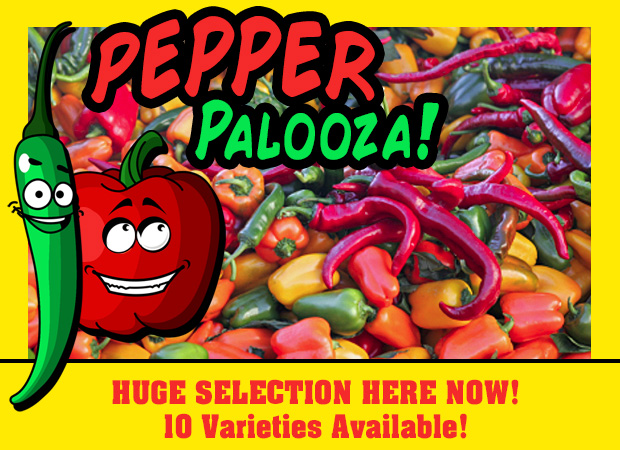 Huge selection of peppers - over 10 varieties available now!