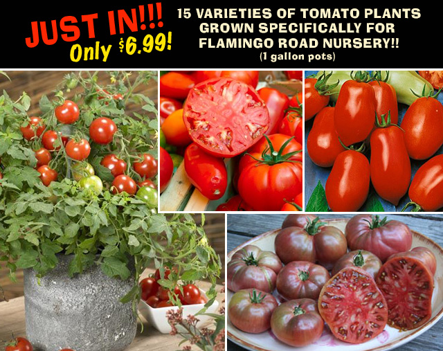 Tomatoes just $6.99, over 15 varieties!