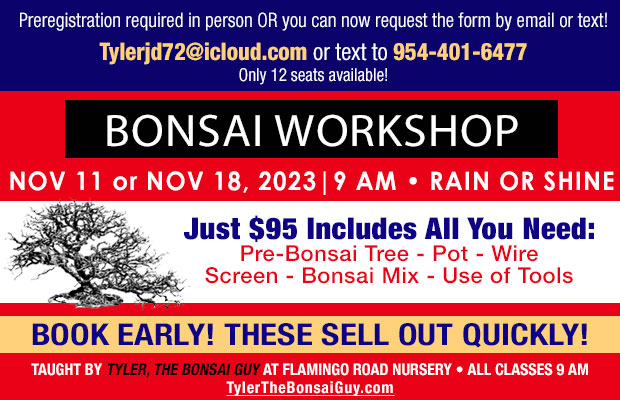 Bonsai Workshop November 11 or November 18, 9 am. $95 includes all you need to go home with your own Bonsai !