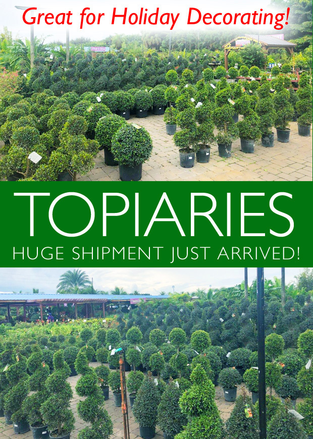 Topiaries just arrived - great for holiday decorating.