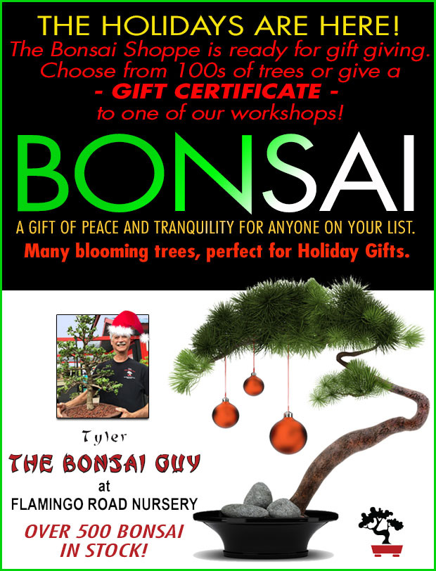 Bonsai makes a great Holiday gift! Over 500 bonsai in stock!