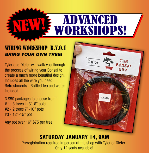 Bonsai advanced workshop, January 14, 2023, 9 am.